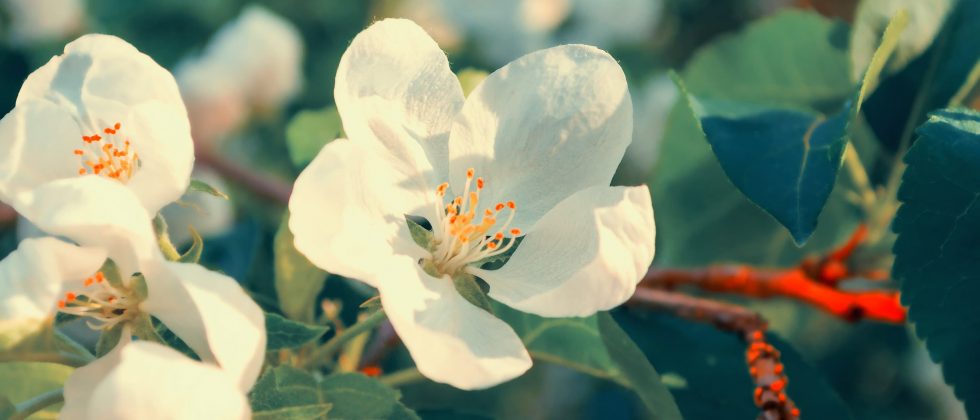 White flowers blooming in spring