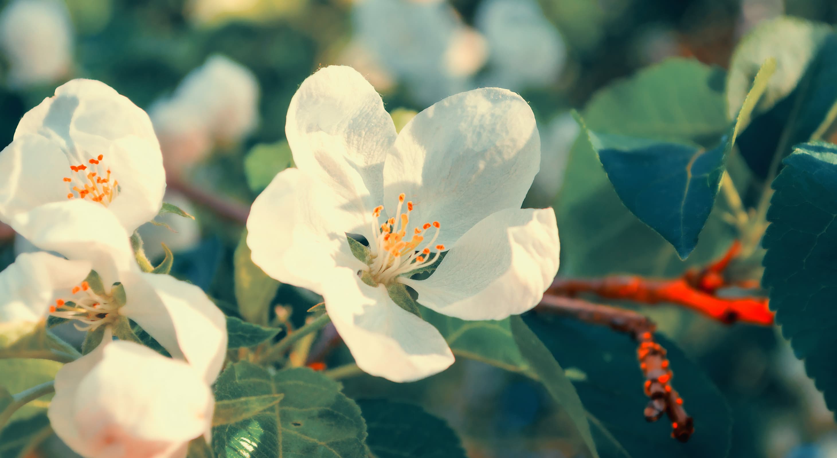 White flowers blooming in spring