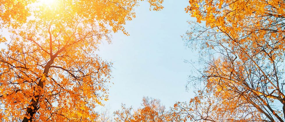 Autumn trees on a sunny day