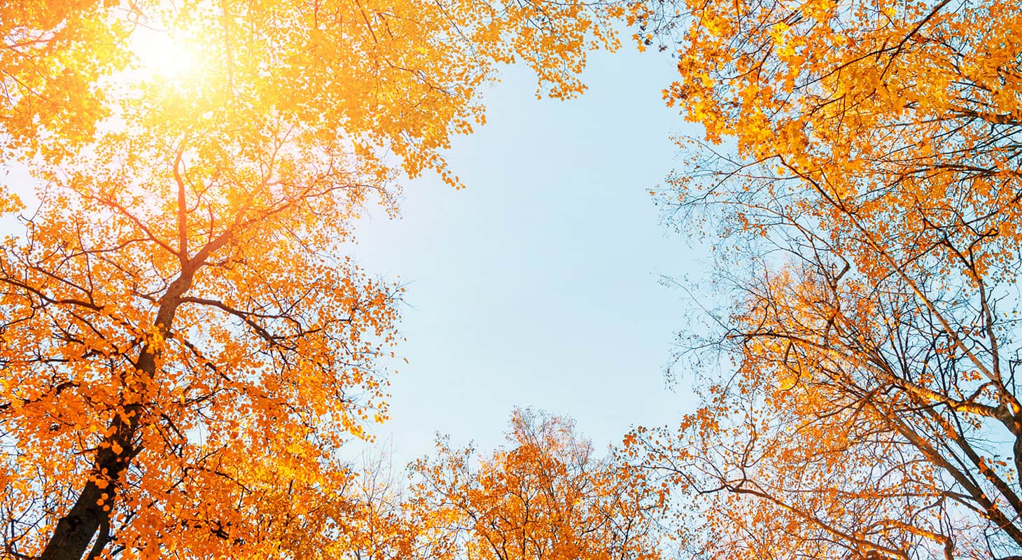 Autumn trees on a sunny day