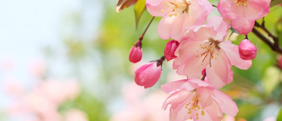 Pink flowers blooming in the spring