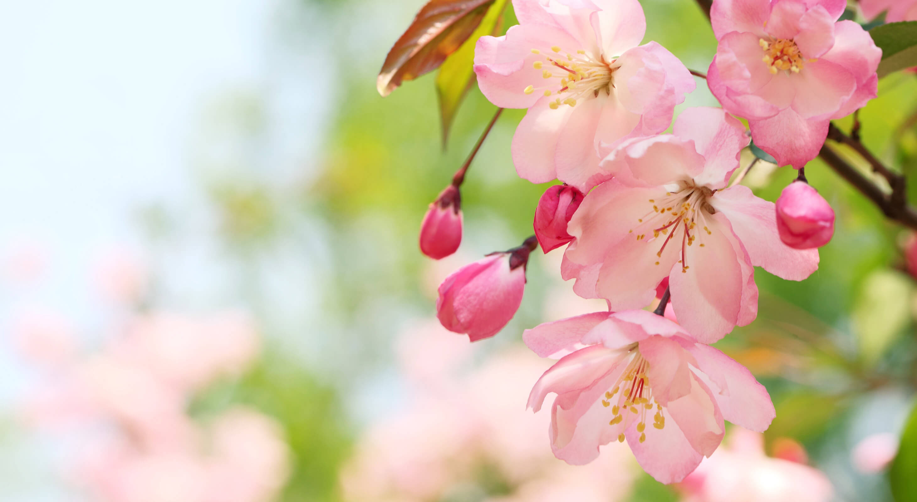 Pink flowers blooming in the spring