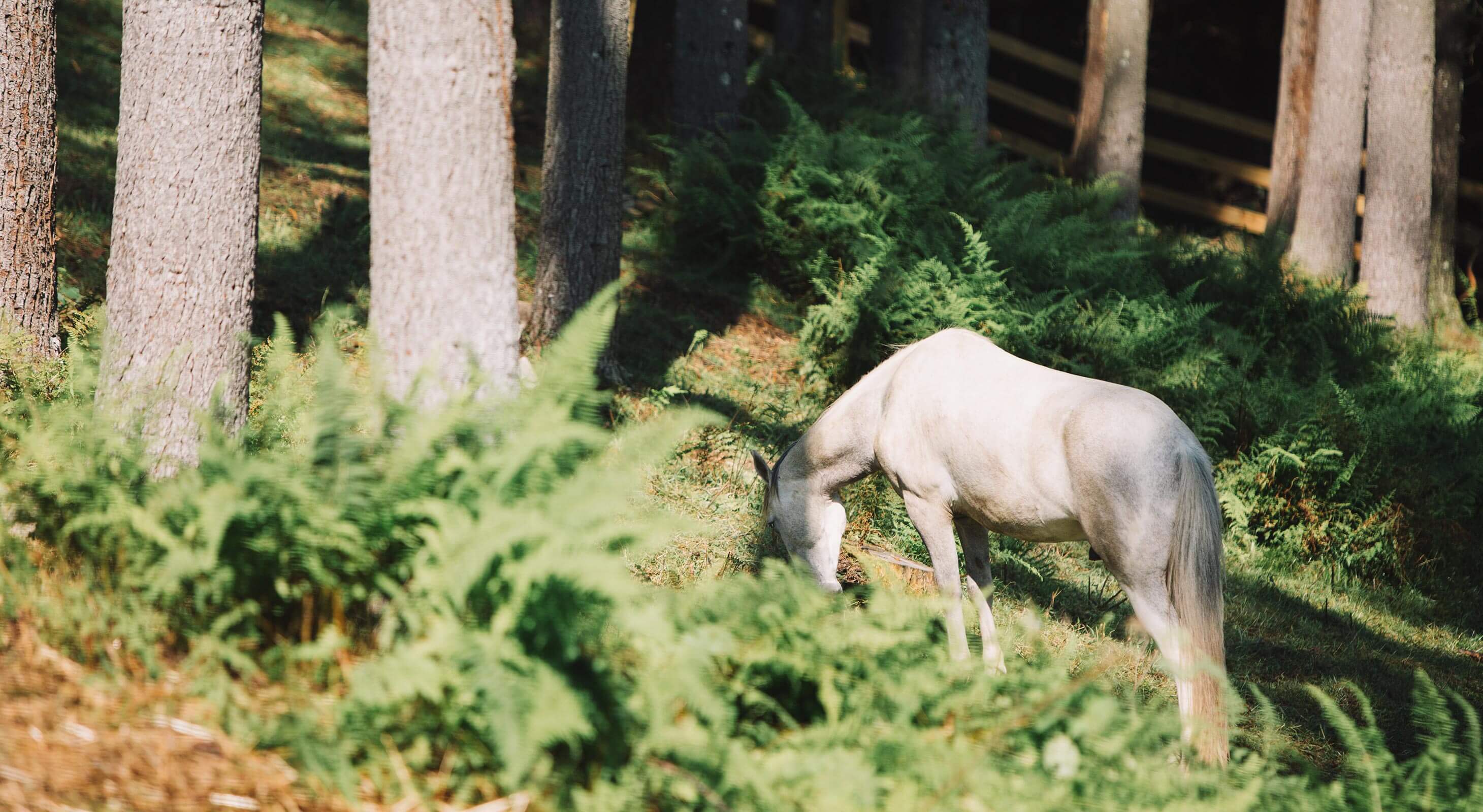 Horse grazing amidst shrubberies