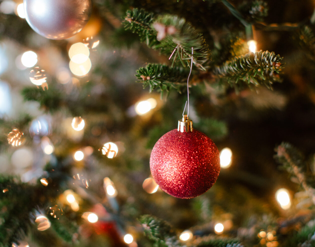 christmas trees in valle cruces
