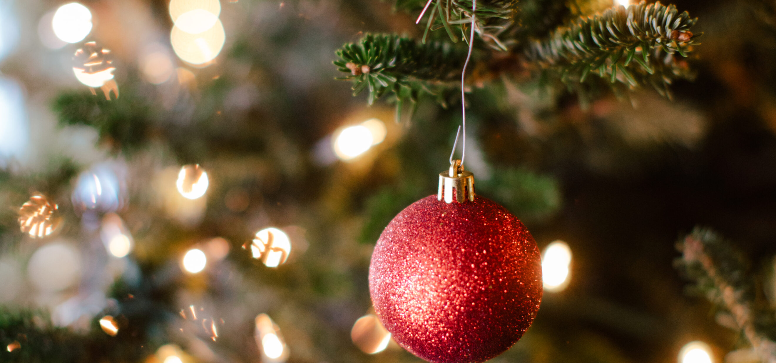 christmas trees in valle cruces
