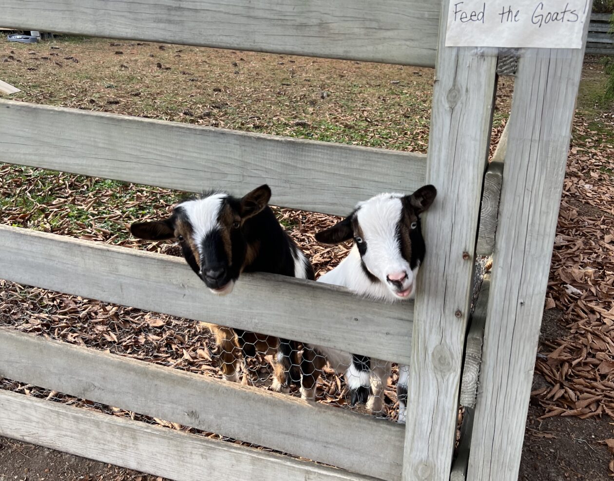 holiday photoshoot with goats in valle crucis north carolina