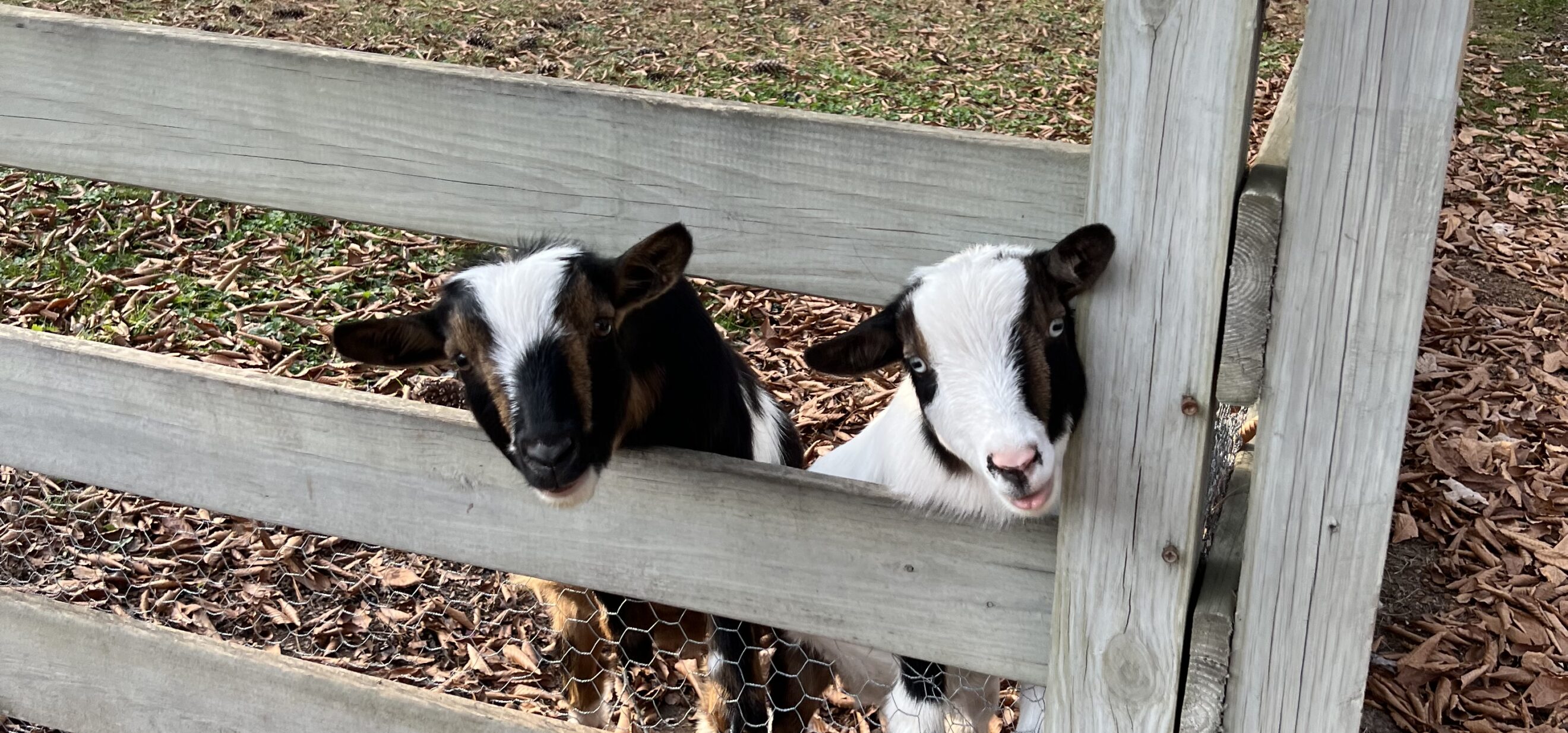 holiday photoshoot with goats in valle crucis north carolina